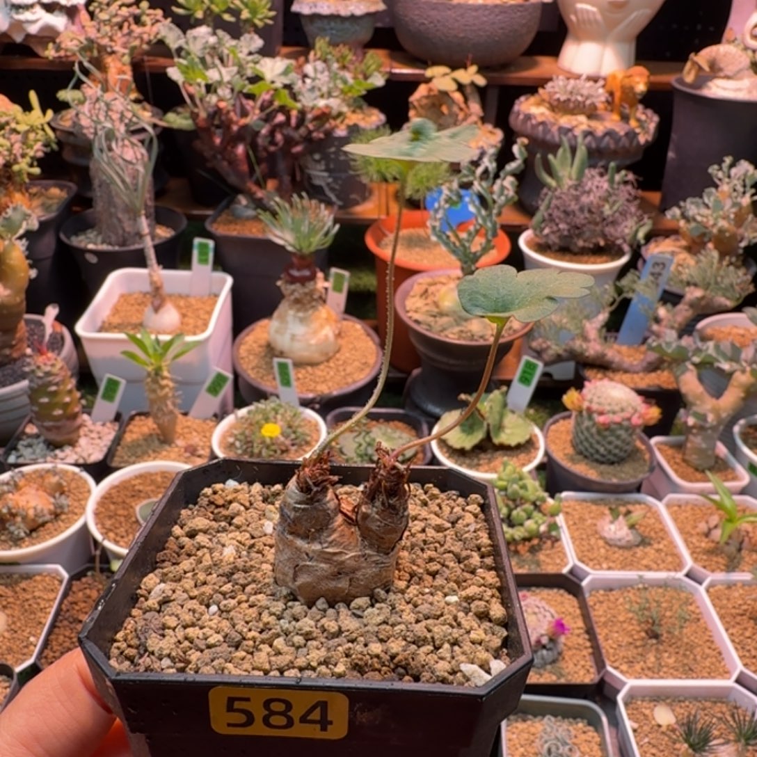肾叶洋葵584 仙人球