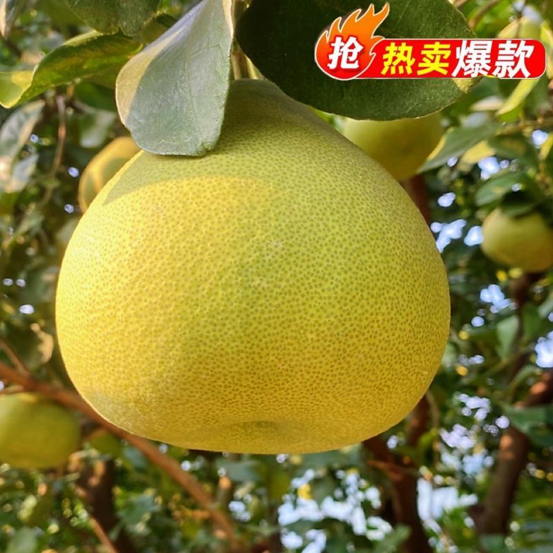 正宗福建度尾文旦柚仙游红心柚子大果薄皮孕妇当季新鲜水果老树果