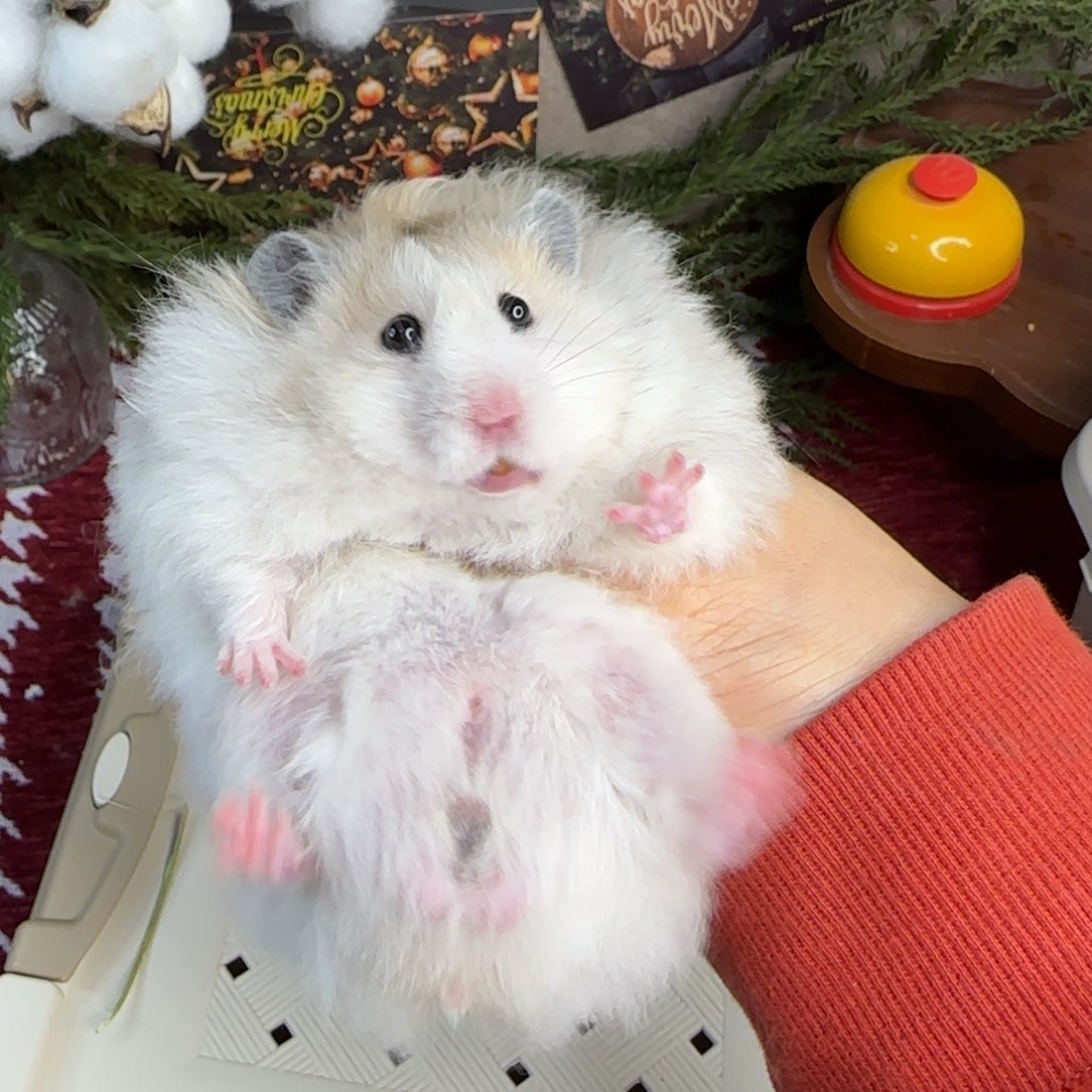 火波弟弟8.26生日