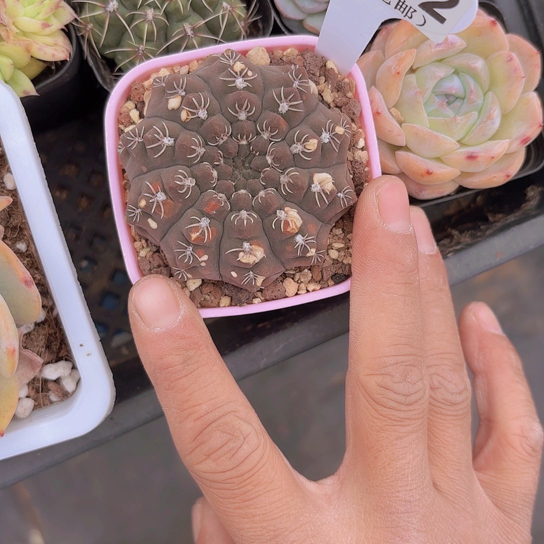 A532仙人球一物一拍