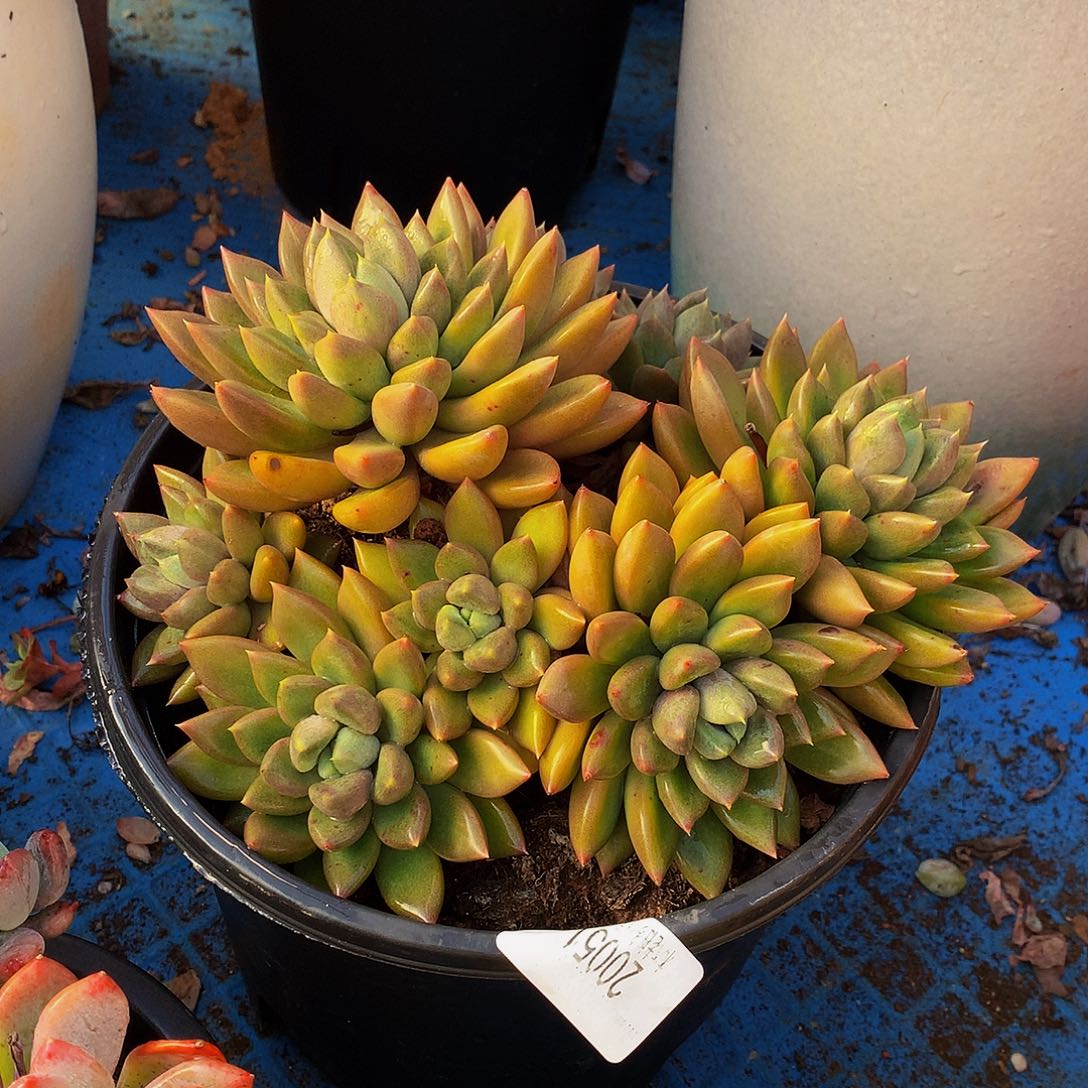 S***a    红象牙多肉20051