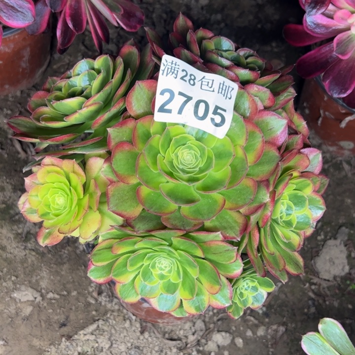 2705奶白多肉植物