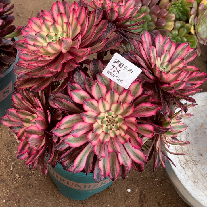 725紫铜多肉植物特价