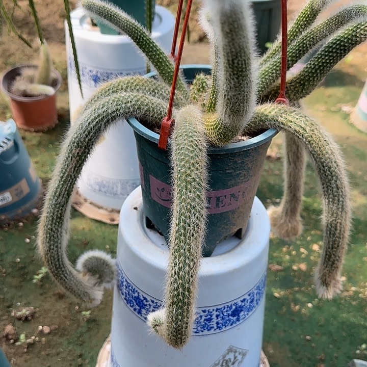 平***平无花朵清货九尾狐缀341