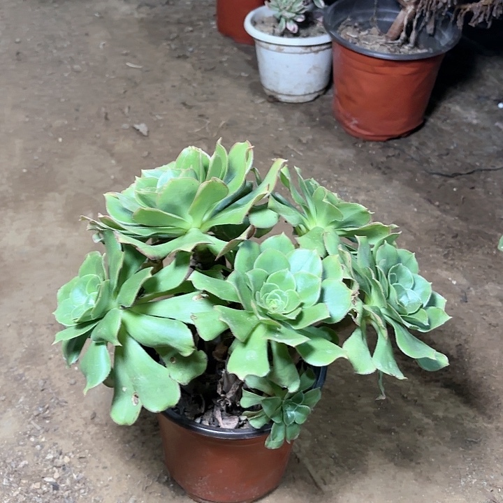 多肉植物大玫瑰11