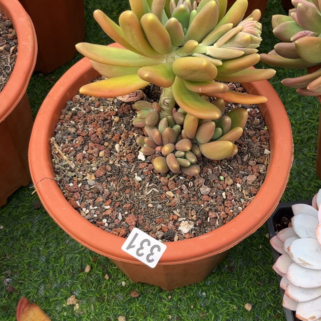 徐****）多肉植物金蟾群331