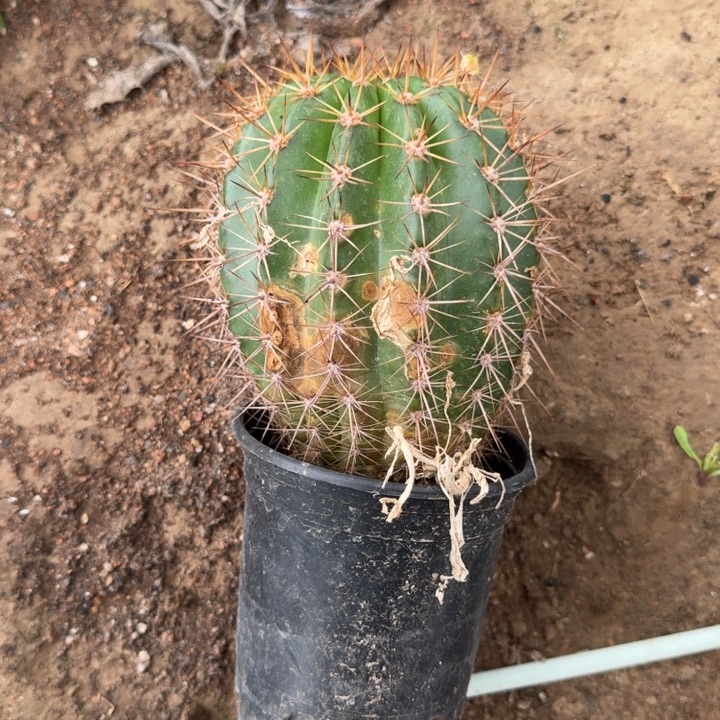 320新品毛花柱带盆发货斑