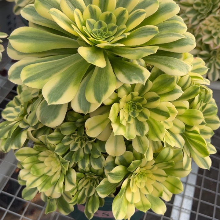 697金丝翡翠20厘米左右