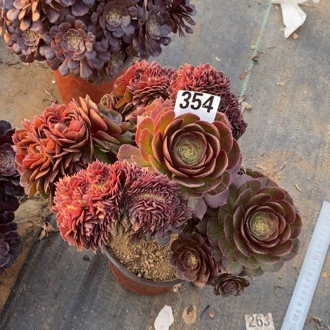 万缀多肉植物法师不包损