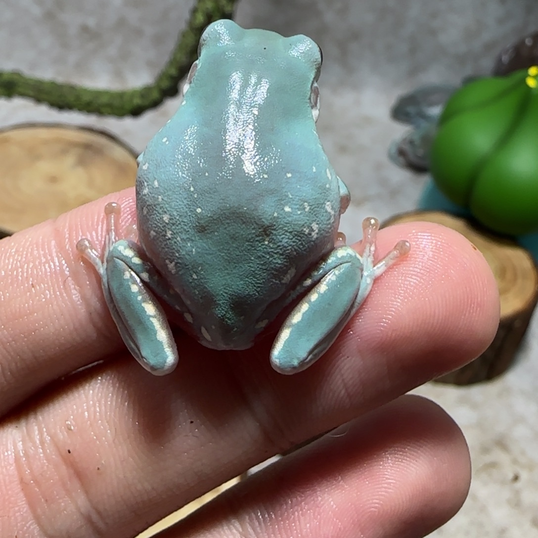 半***.老爷树蛙奥蓝专拍