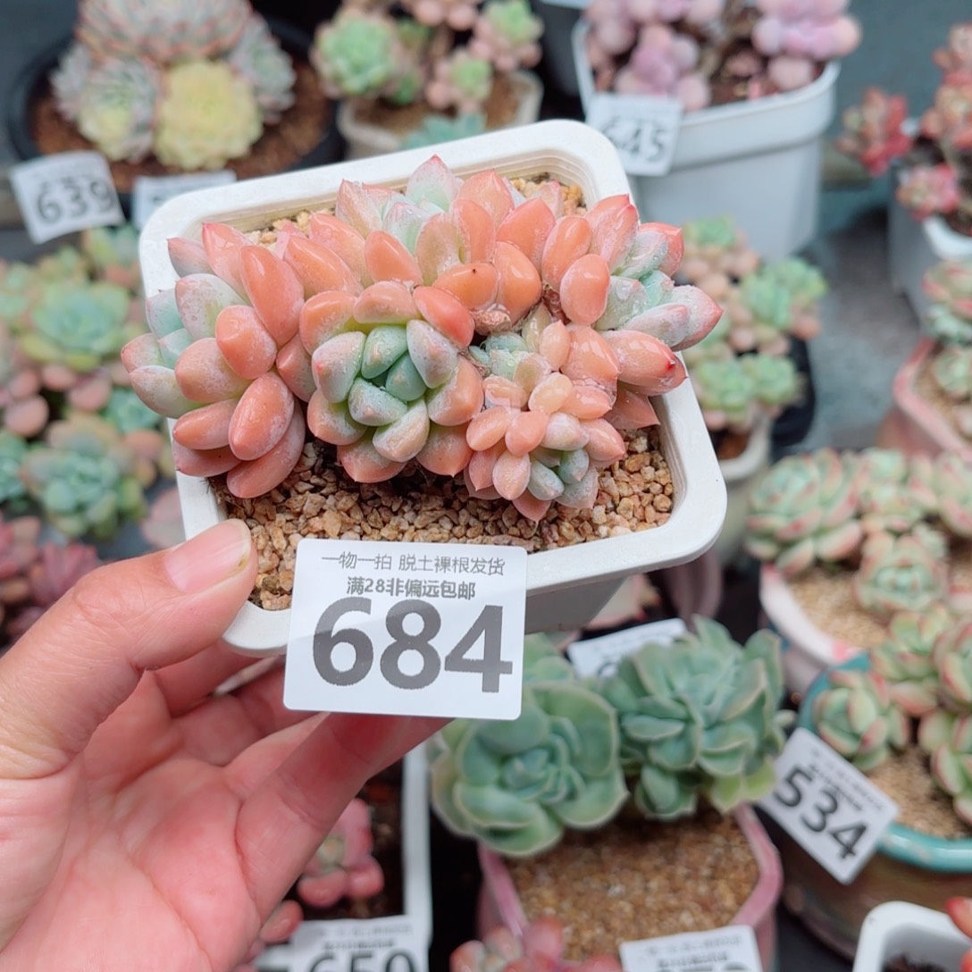 芙丽朵多肉多肉多