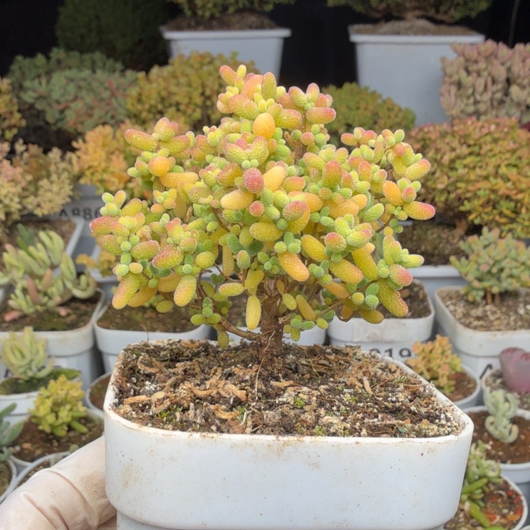 A027蜜橘糖球枝干