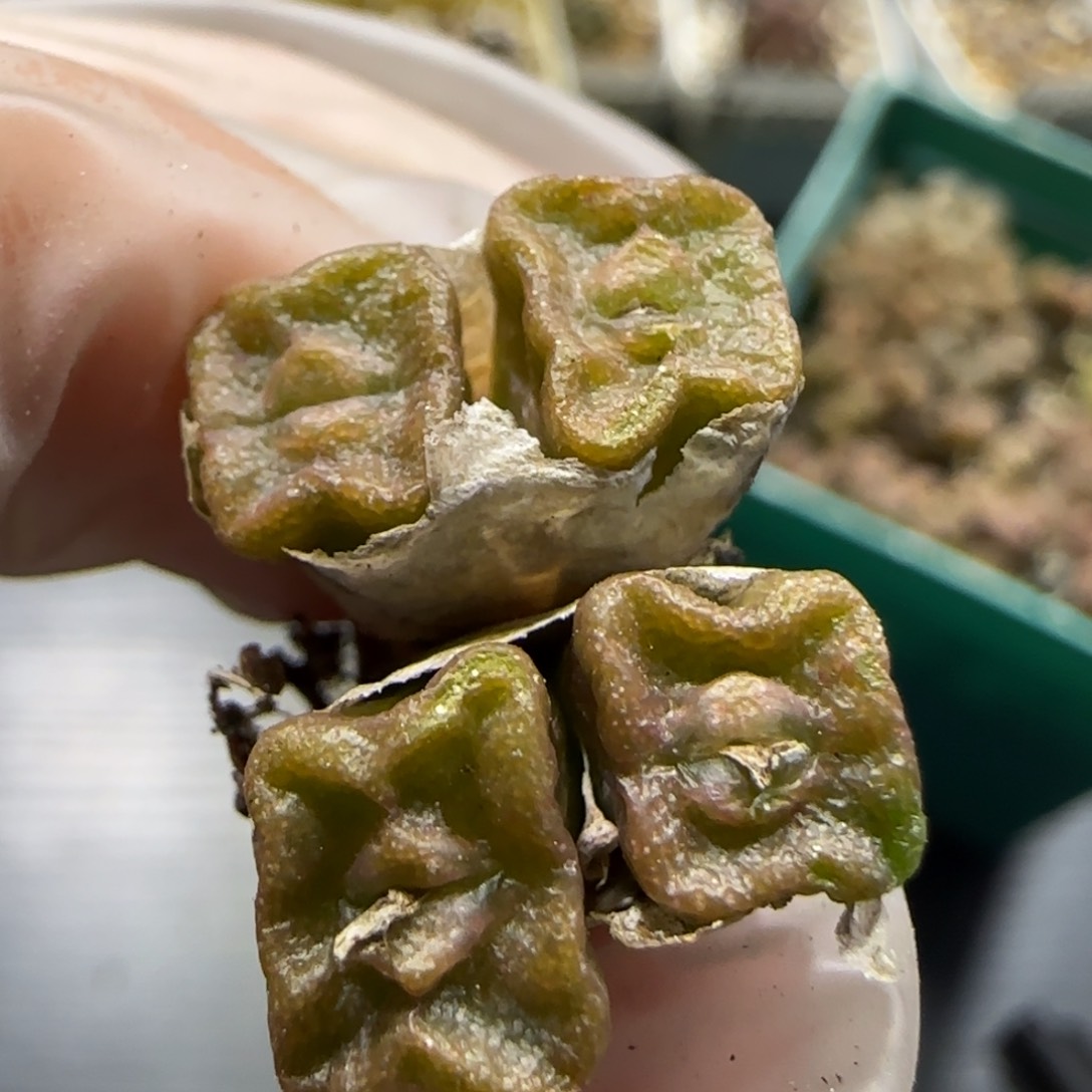 1.16 捡漏 方糖 6028