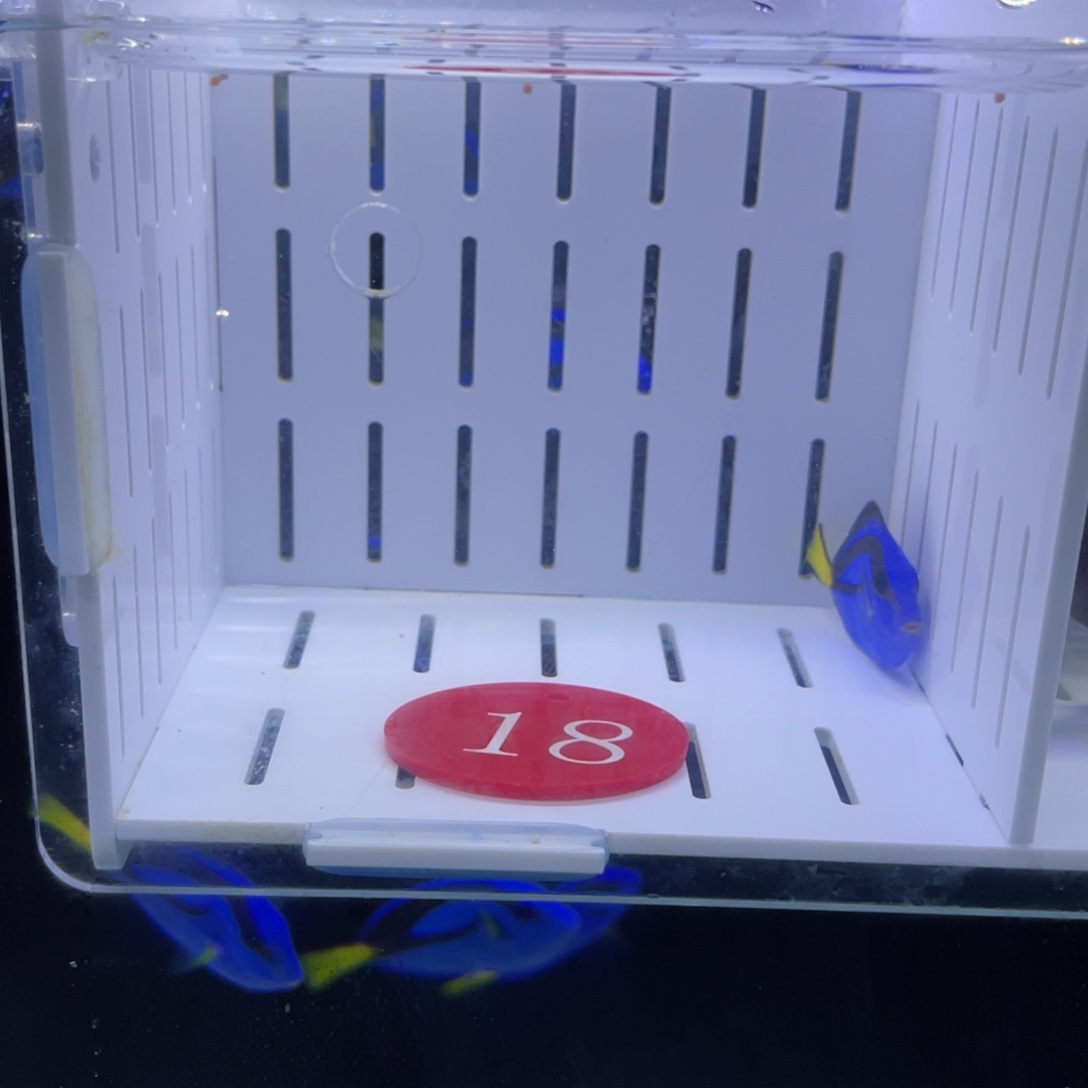海水红18蓝调一条