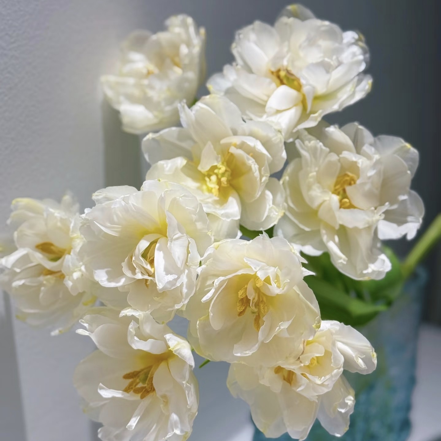 三岁花集-基地重瓣郁金香雪媚娘（一单顺丰冷链三单顺丰空运）  