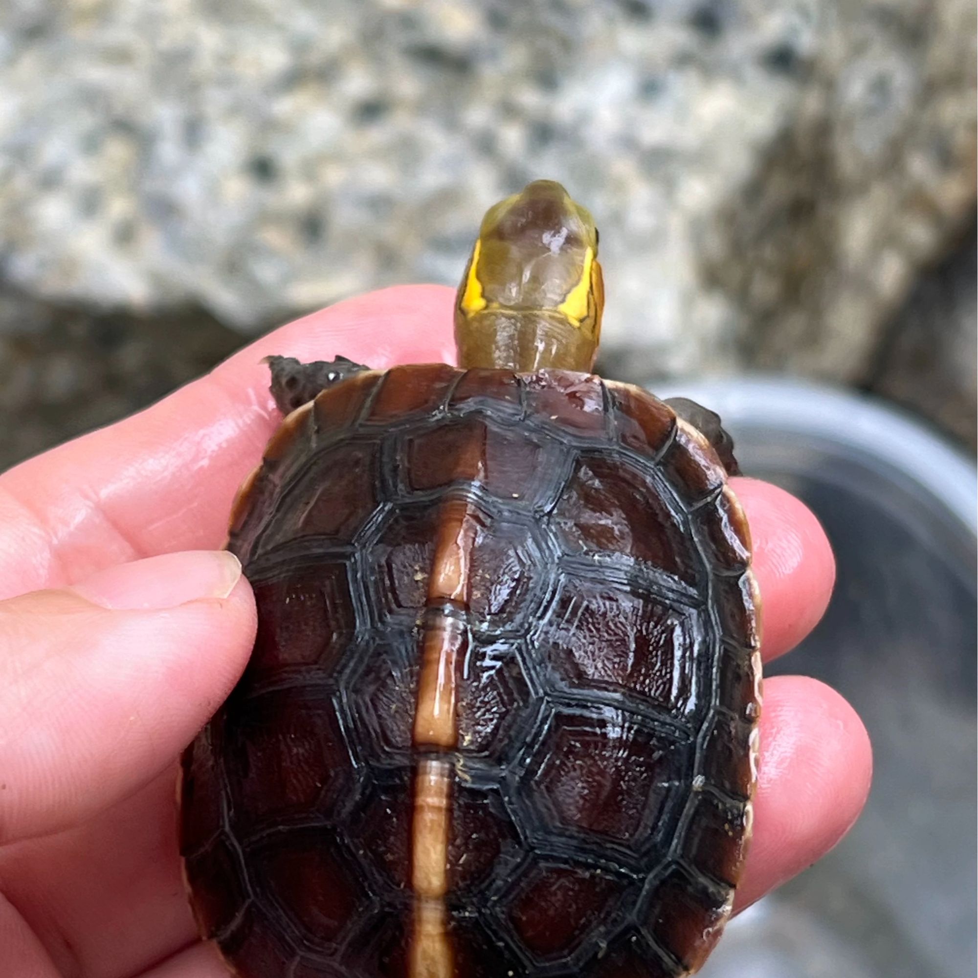 【黄缘推土机】黄缘活体观赏宠物半闭壳国龟招财人工繁殖j