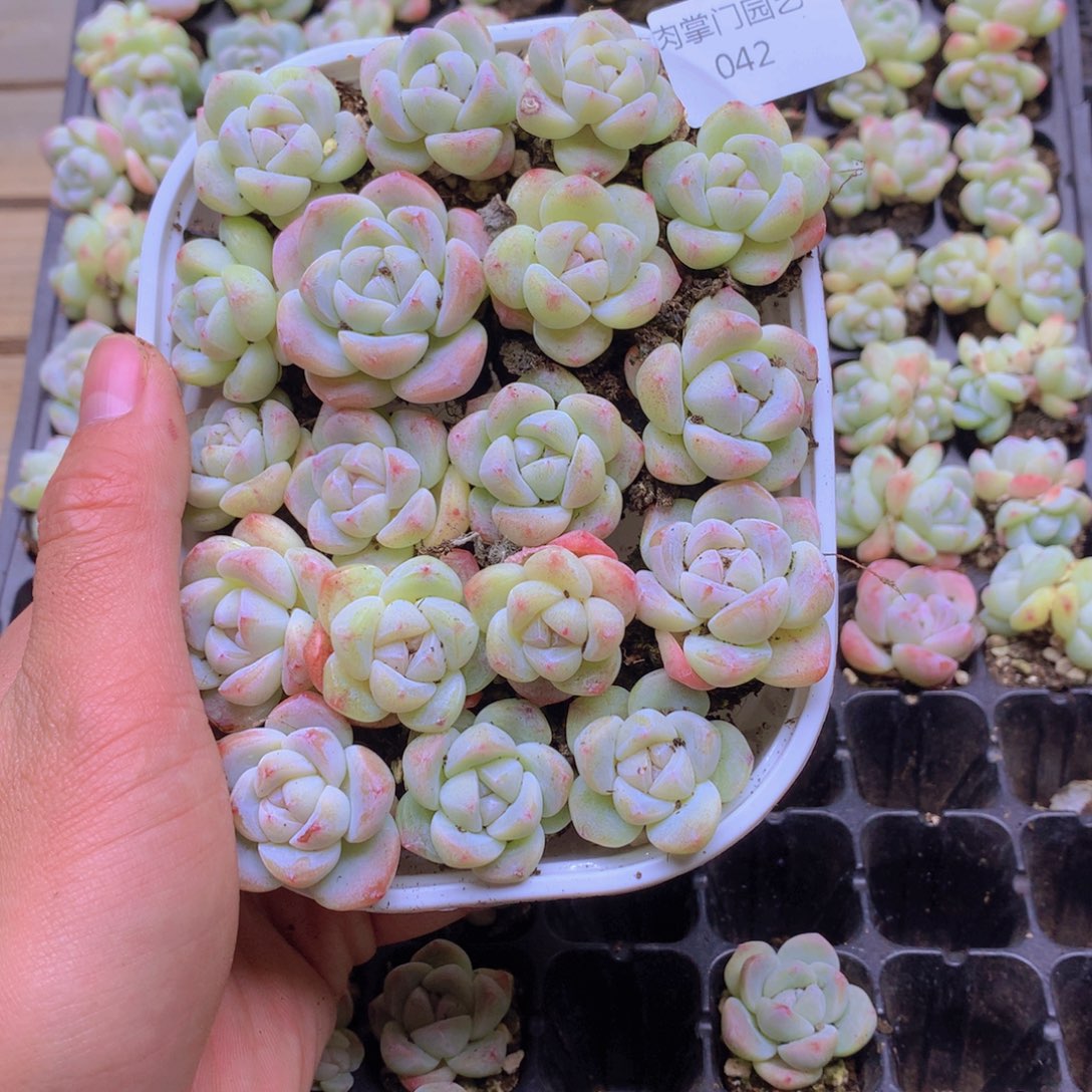 我要去看你了啊我的042