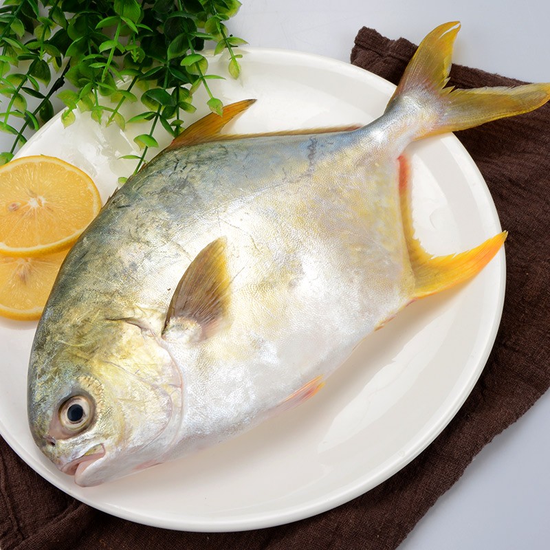 【6条】深海金鲳鱼肉质鲜嫩海鱼冰鲜（不宰杀）整条 新鲜速冻