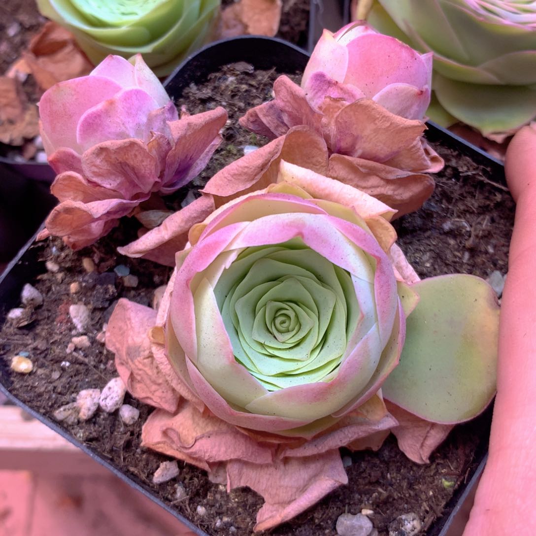 一物一拍凤玥003