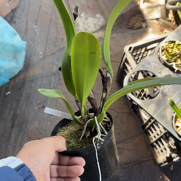 完全开放特里一颗