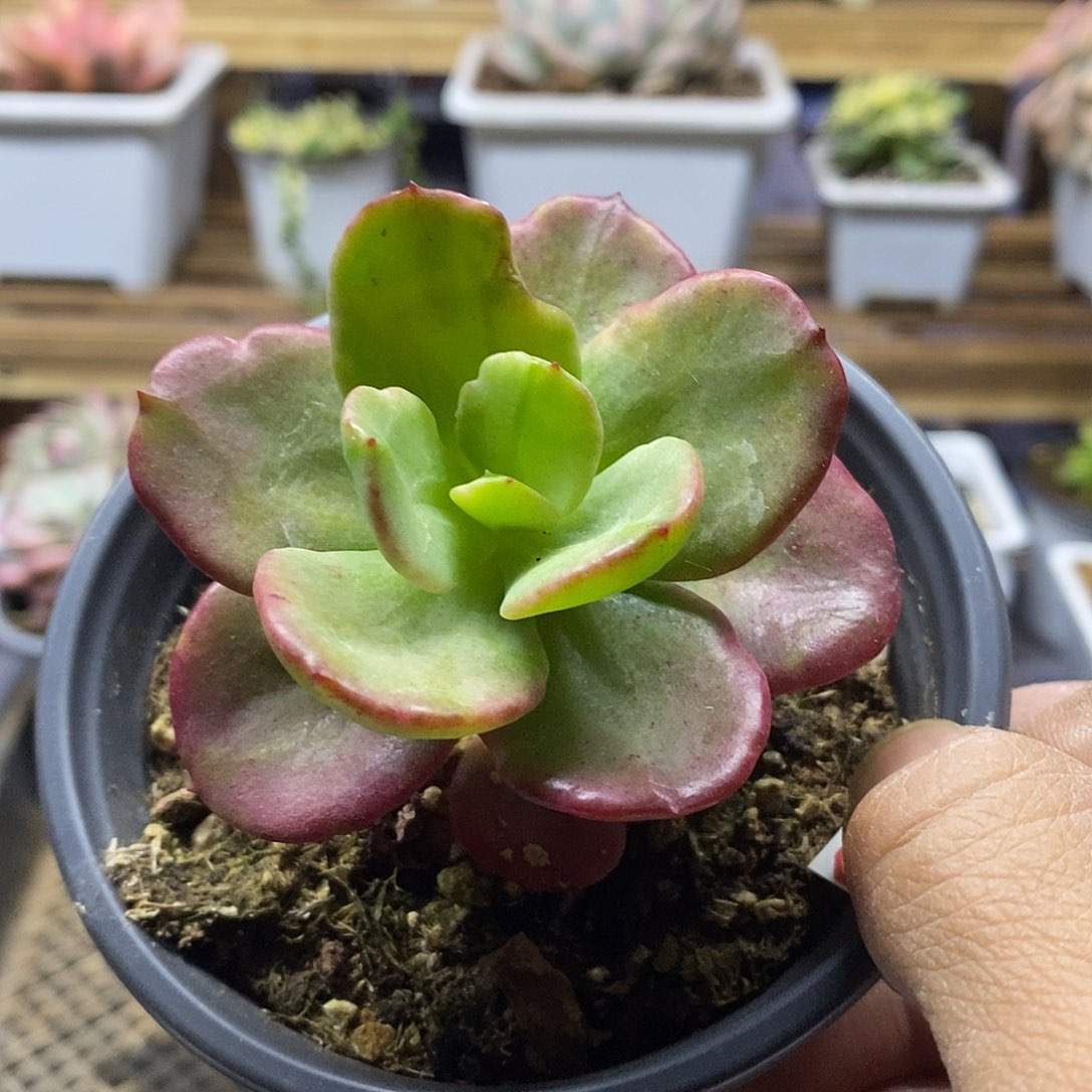 16111 红梅糊斑锦