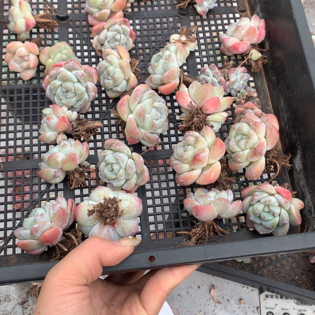 23颗冰玉石榴籽哈哈哈哈哈哈哈哈哈