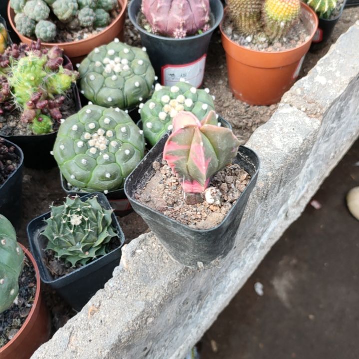 蓝凤御景一一一一