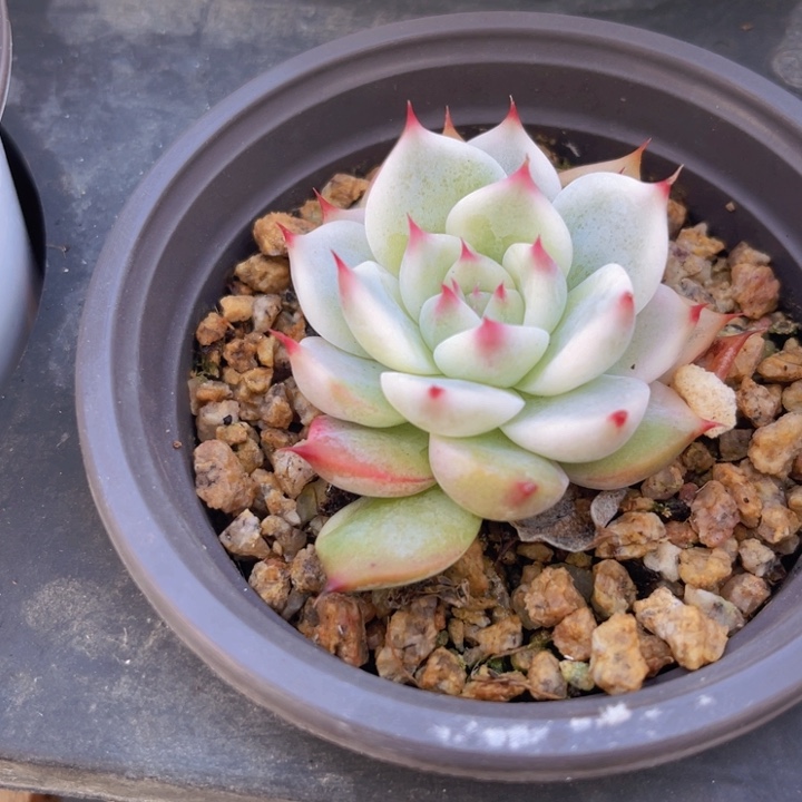 吉娃娃锦多肉植物18