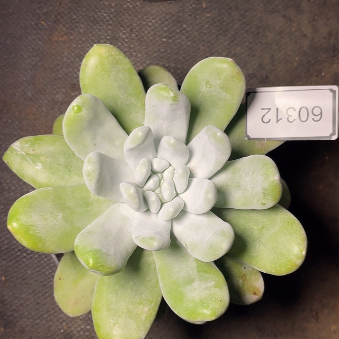 【闪购商品】60312