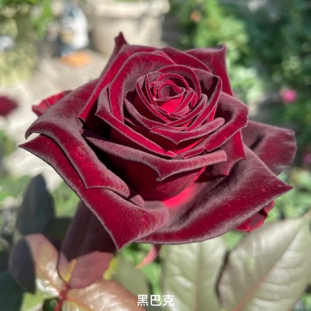 【黑巴克】红色大花勤花切花扦插盆栽月季！
