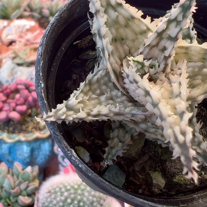 D****E感谢支持一物一拍