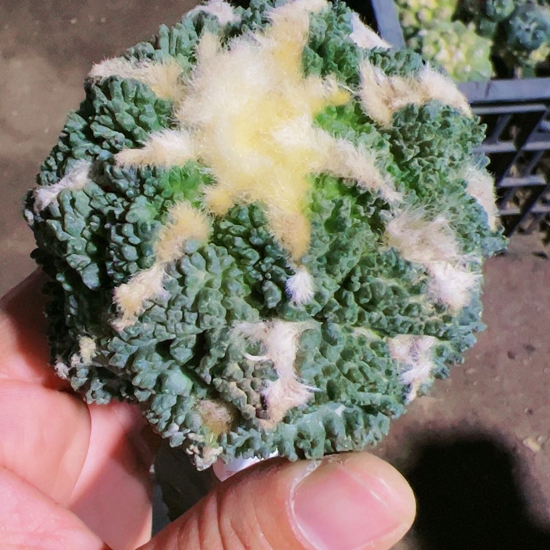 龟甲牡丹仙人球718