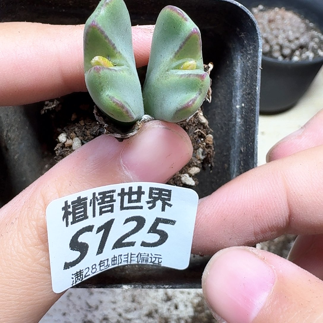 多肉植物的人生fghh