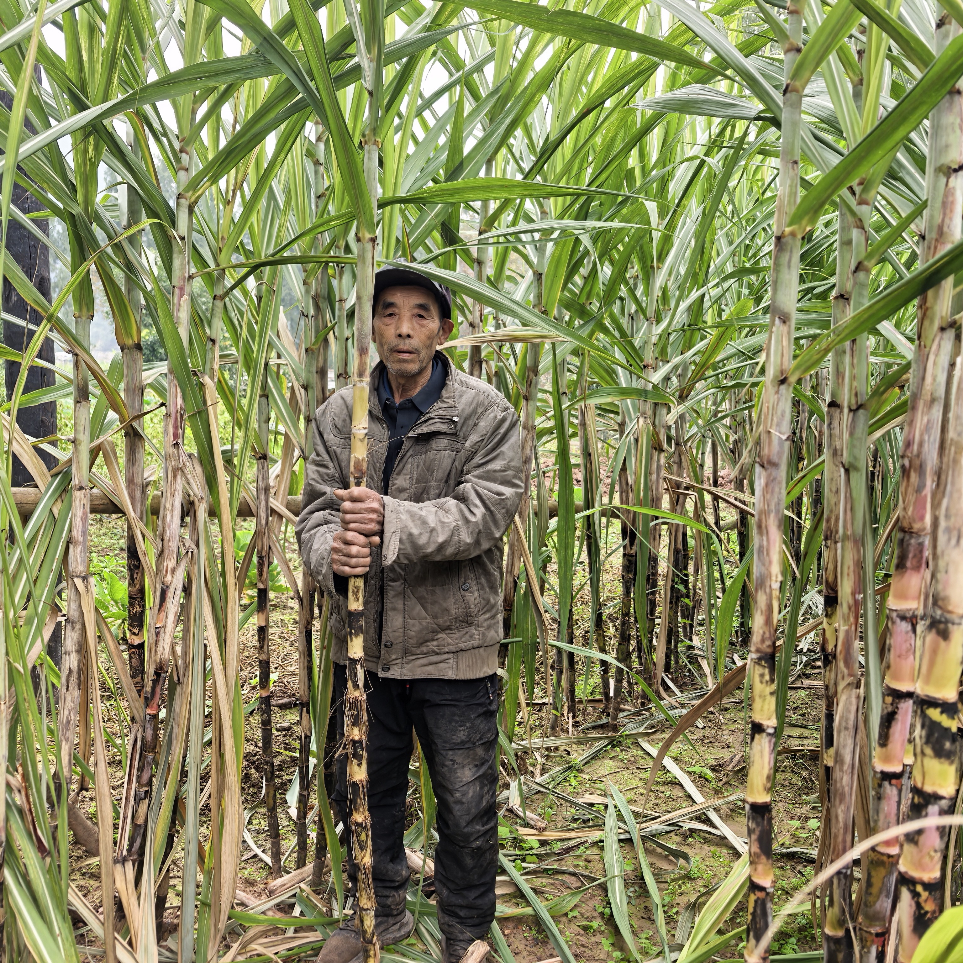 80岁爷爷自己种的巴中农村小罗汉甘蔗未打农药原生态