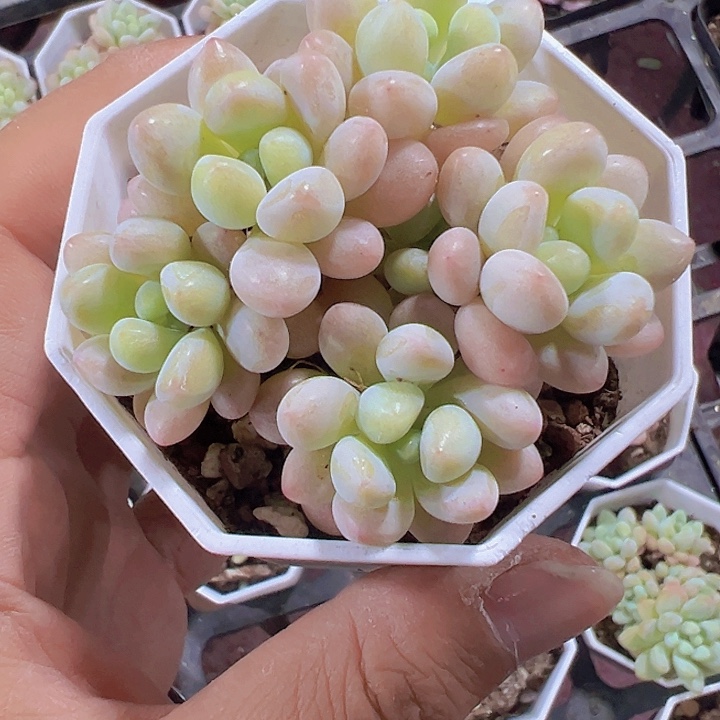 洛可可精品多肉植物