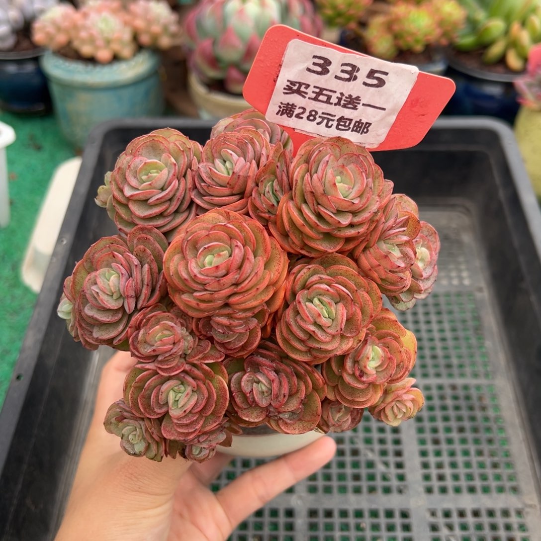 表妹精品多肉植物335.