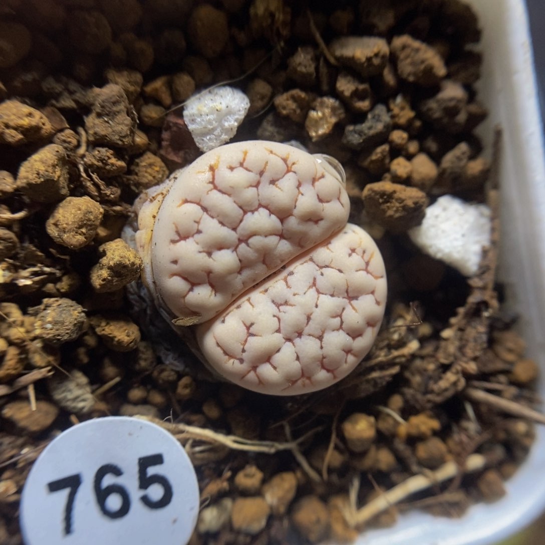 c189荒玉1.7cm多肉植物