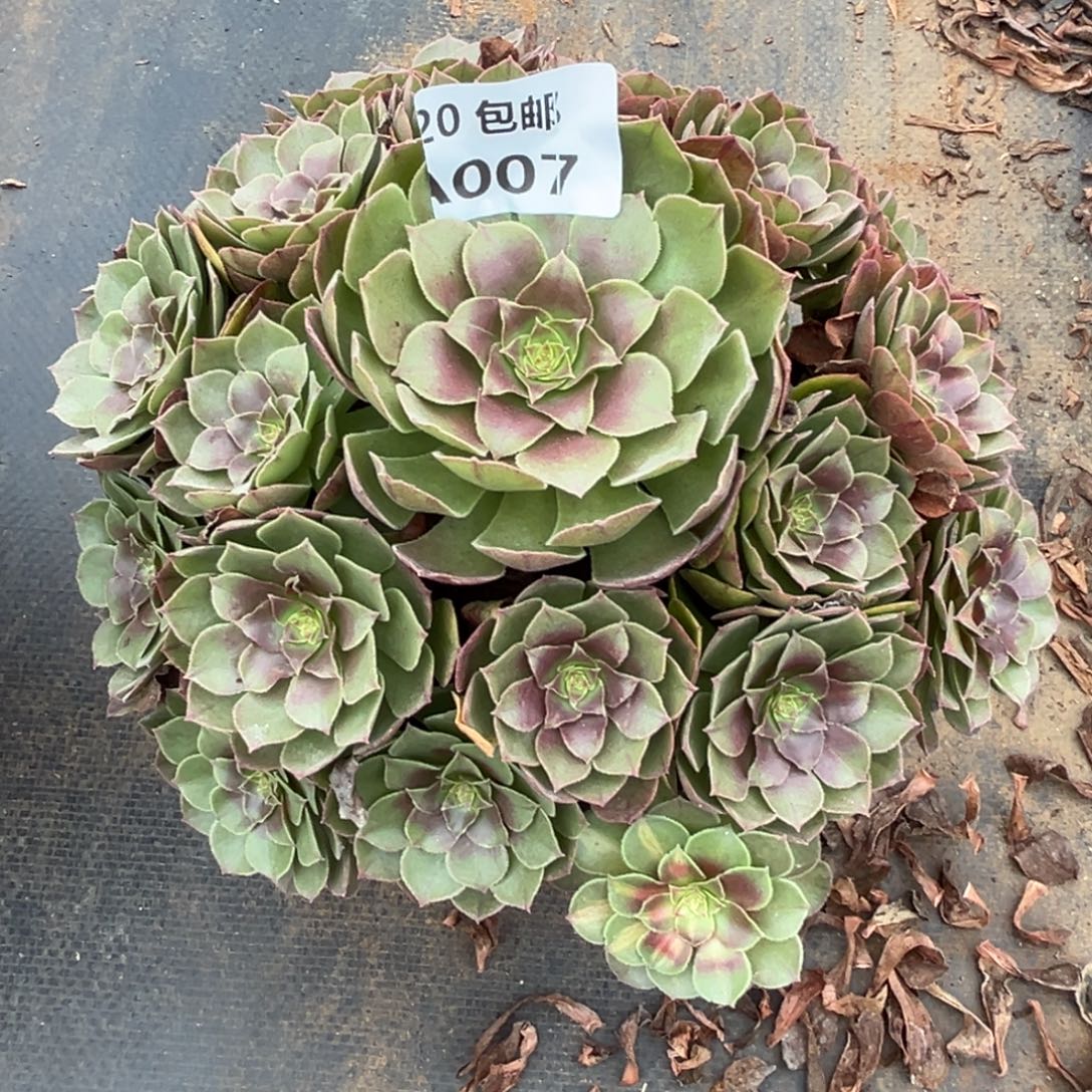 007倾城中斑，满20包邮