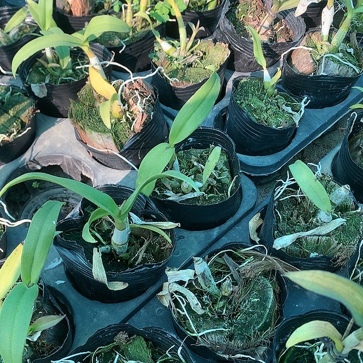 完全开放卡娜苗大小3苗