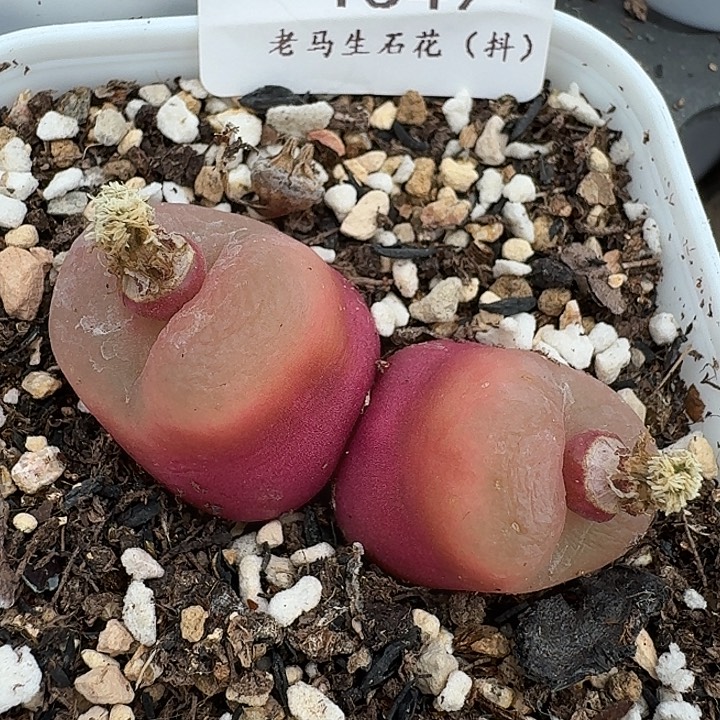 老马生石花双头毛1549