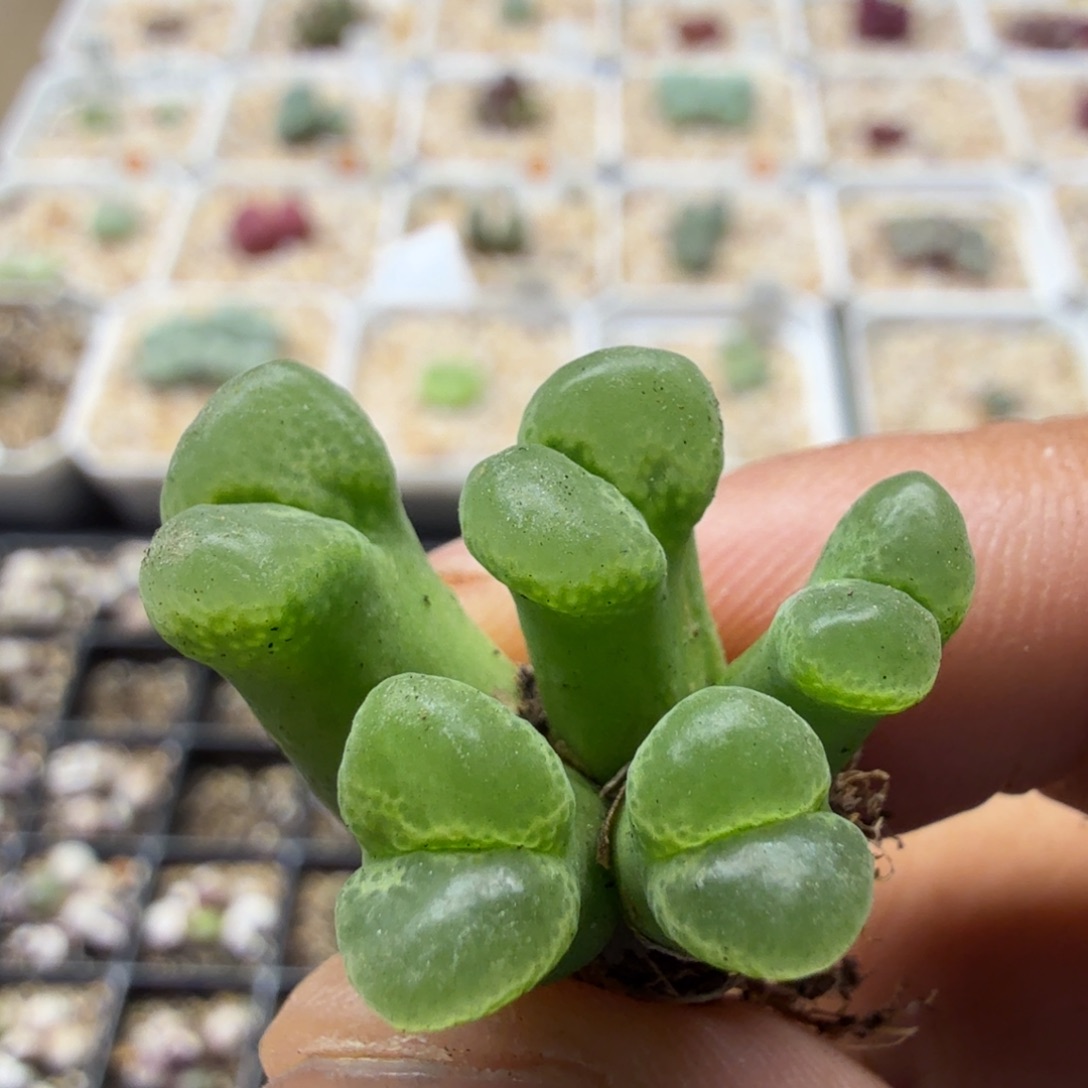 多肉植物多肉植物