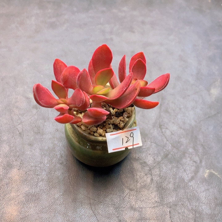 一物一拍满30包邮 129