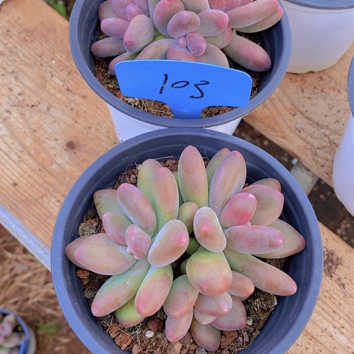 爱**肉是吗亲爱我睡吧不