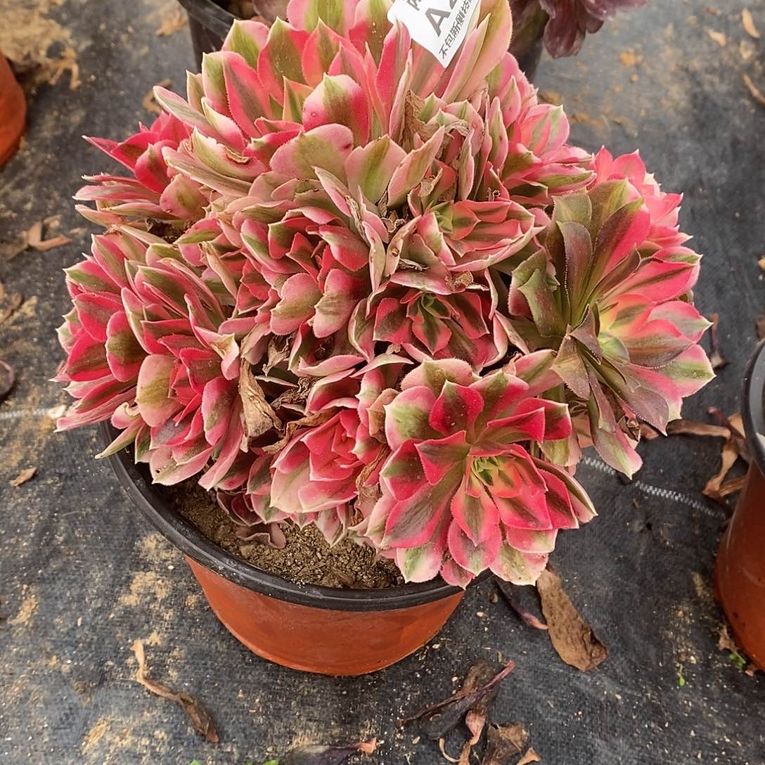 290女巫多肉法师锦多肉