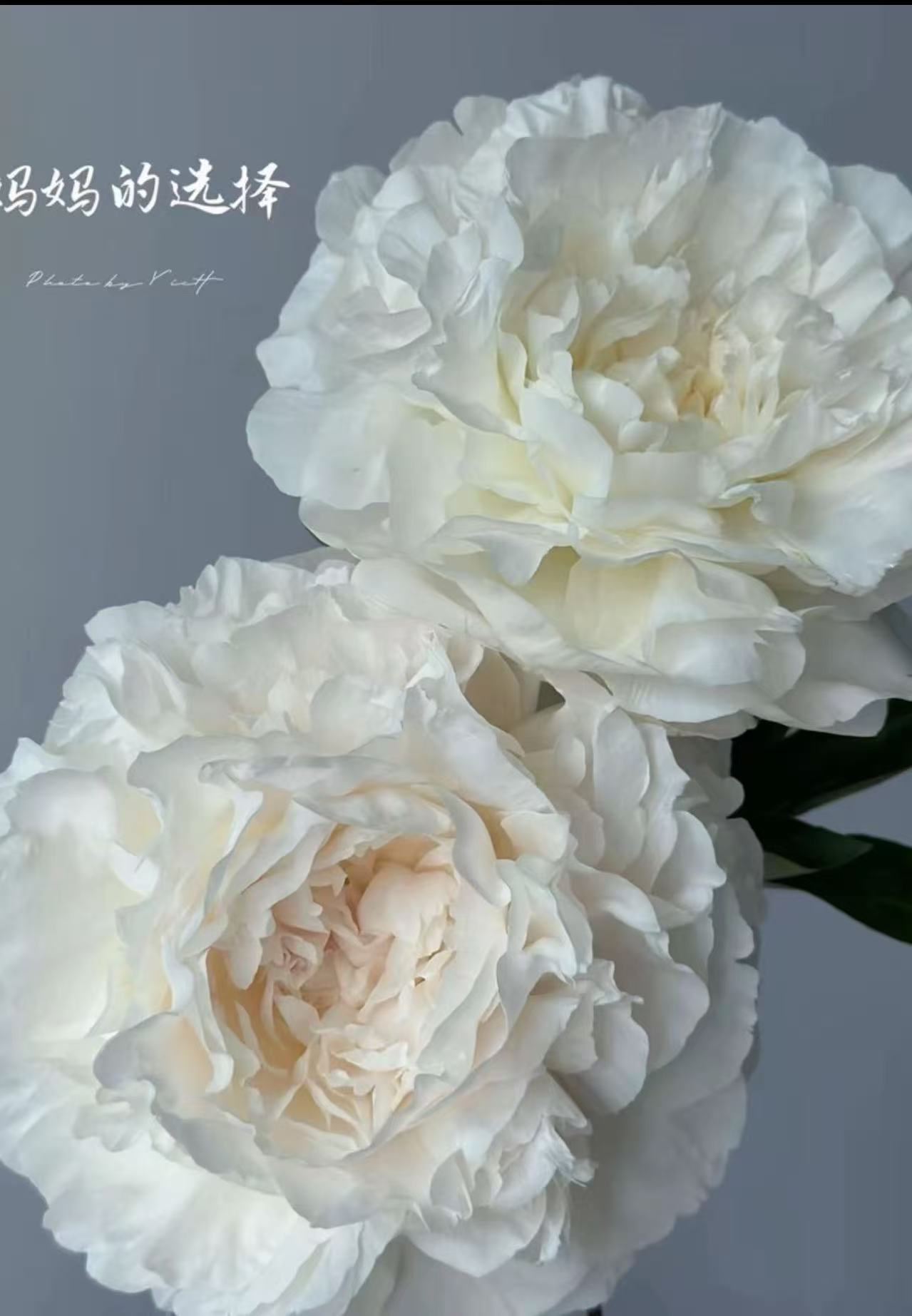 千层重瓣进口芍药花【妈妈的选择】白色系