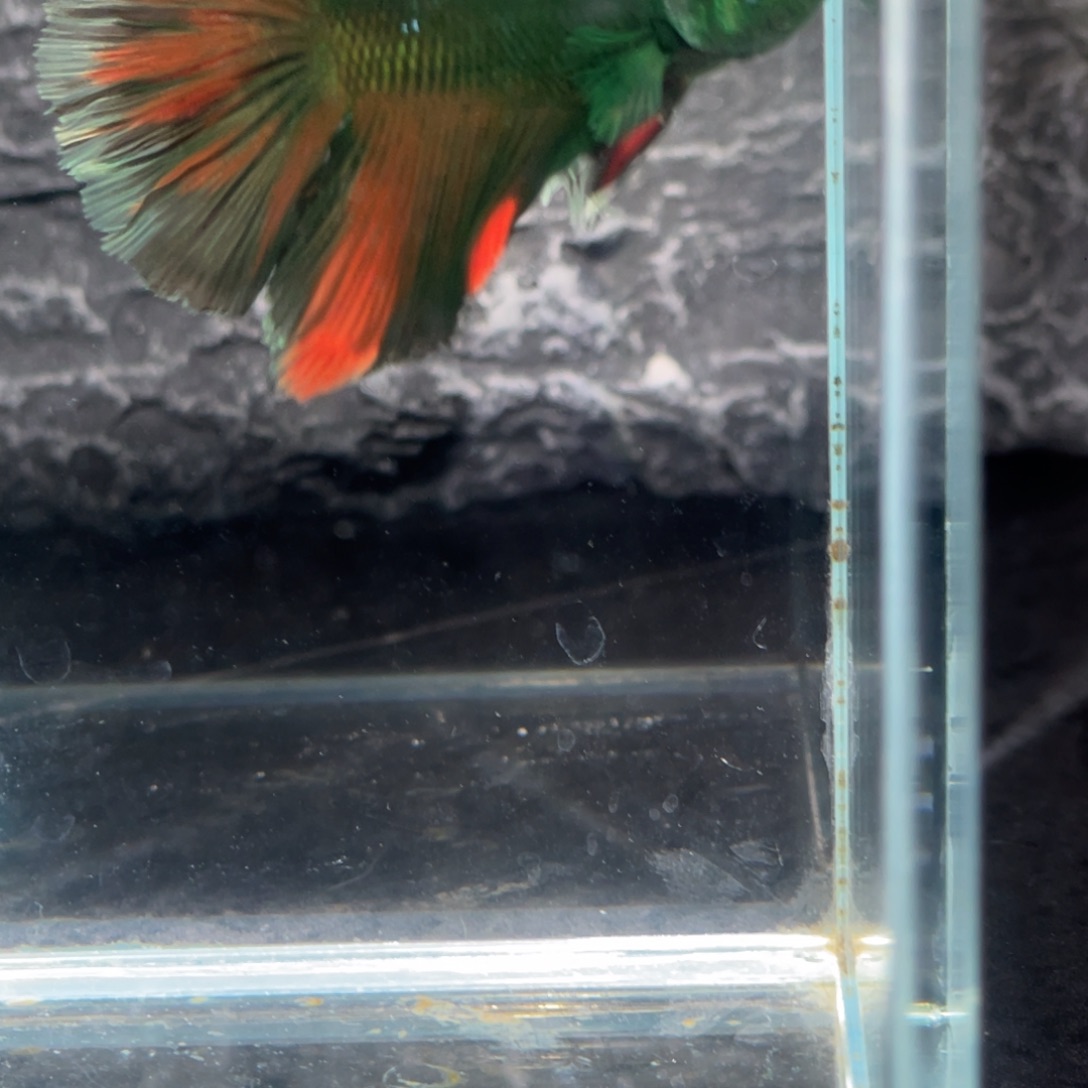 斗鱼地狱火绿魔半月公