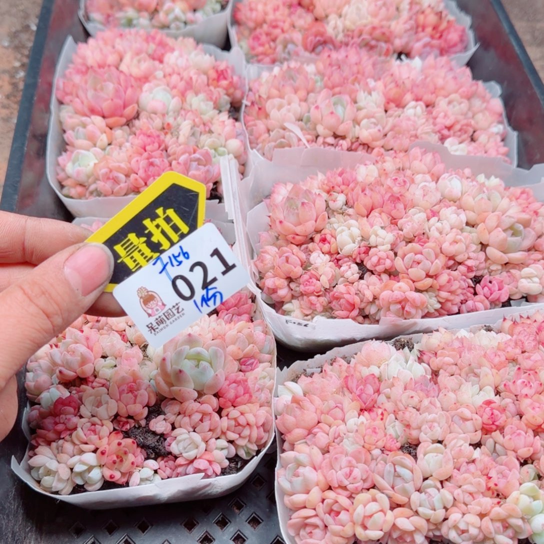 多肉植物多肉植物