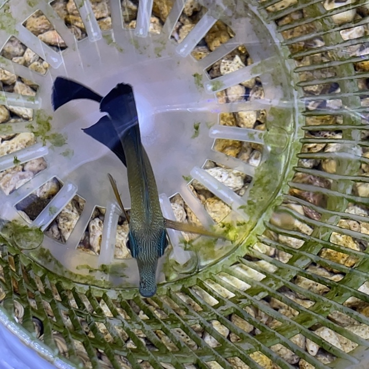 海水鱼三角吊一条顺丰包邮