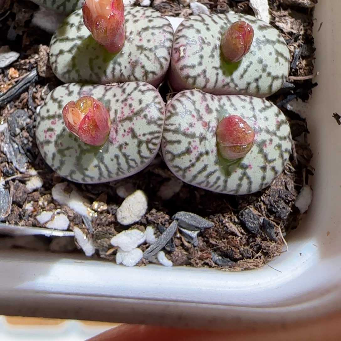 肉锥多肉植物组合-sb635安贞2