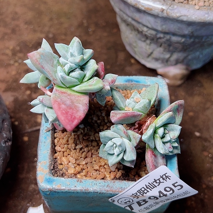 9495青刚苹果叶仙女杯多肉